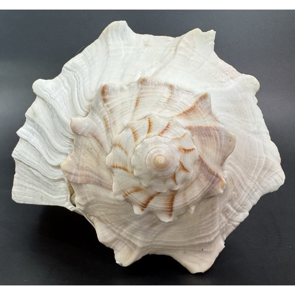 Large Natural Lightning Whelk Sea Shell 10.5" Coastal Beach Nautical Ocean Decor - Picture 2 of 12